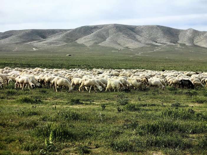 konyada-ozlenen-tablo-meralar-costu-uretici-de-kuzularla-bayram-yapiyor