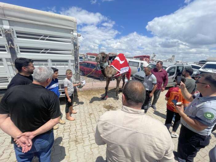 konyada-kurban-pazarinin-yildizi-deve-mulayim-satildi