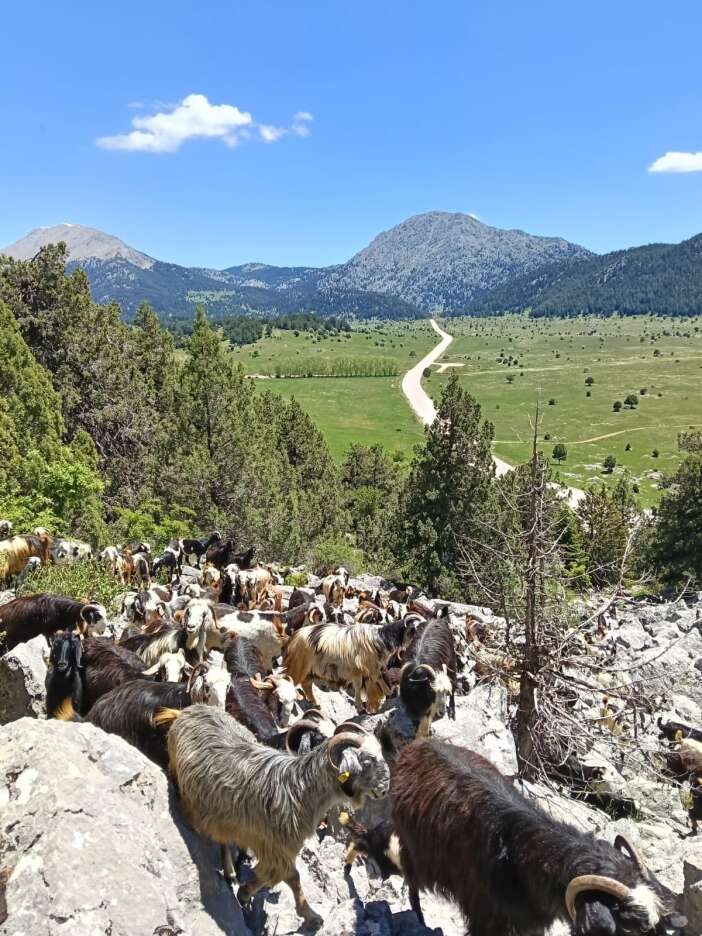 anadolunun-son-konargocerleri-zirveye-cikti-konyada-son-yoruk-gocu