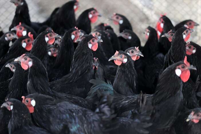 essiz-miras-konyada-korunuyor-nesli-tukenmesin-diye-kilit-vuruldu-gerze-horozu