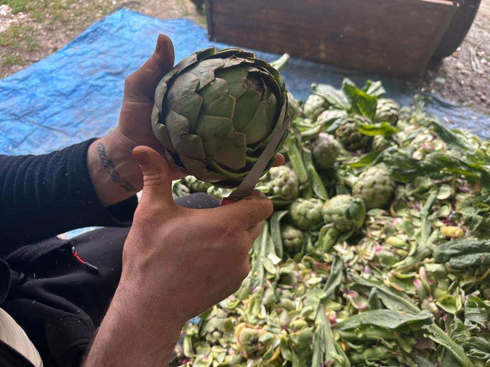 gunde-bin-tane-soyuyor-ayda-240-bin-lira-kazaniyor-sezon-basladi
