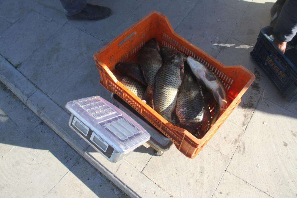 konyada-sezonun-ilk-baliklari-tezgahta-yerini-aldi