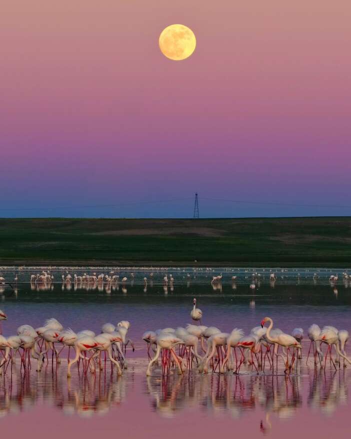 konyada-pembe-solen-duden-golu-flamingolarla-renklendi