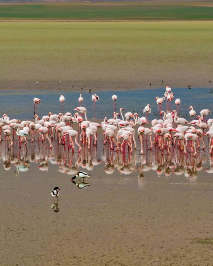 konyada-pembe-solen-duden-golu-flamingolarla-renklendi