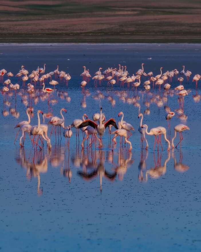 konyada-pembe-solen-duden-golu-flamingolarla-renklendi