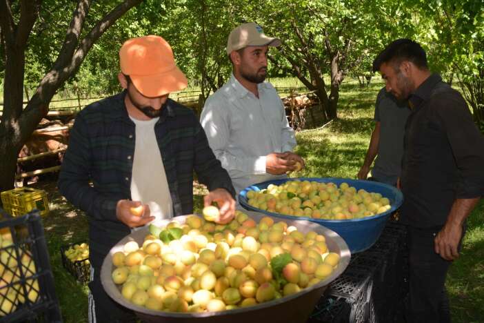 sari-altini-don-vurdu-ciftcinin-zarari-4-milyon-dolar-oldu