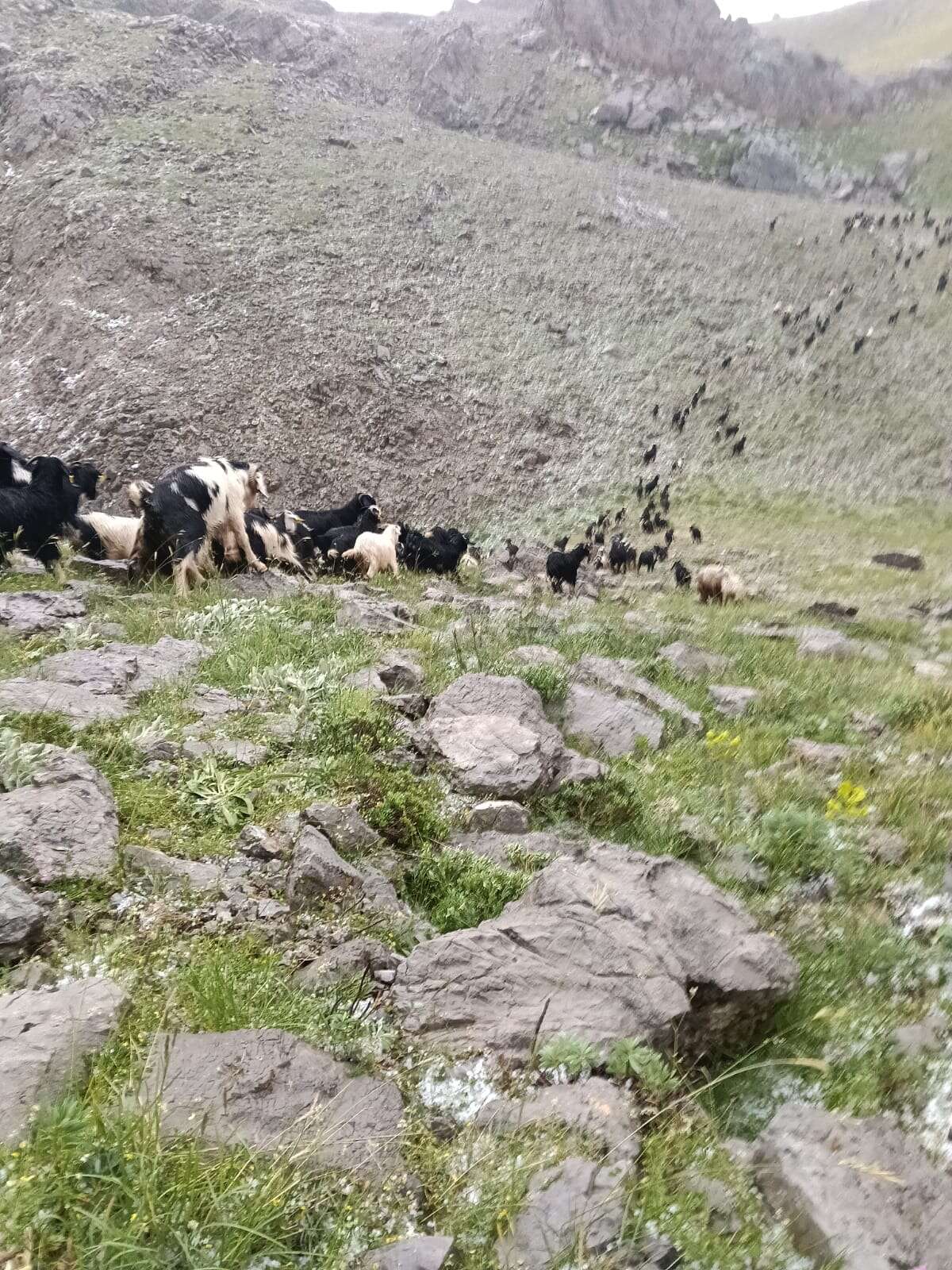 konyanin-zirvesi-kisa-dondu-coban-surusunu-son-anda-kurtardi