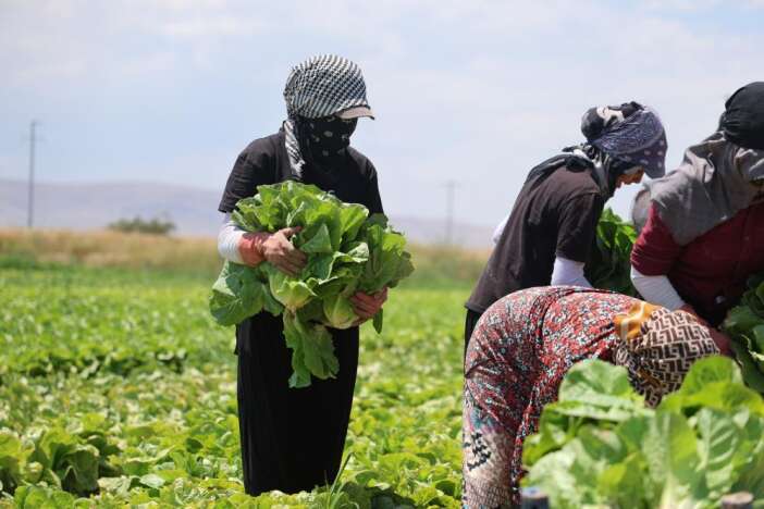 konyali-ciftcinin-50-milyon-lira-yatirdigi-urun-tarlada-kaldi