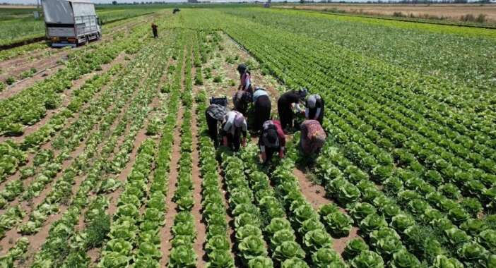 konyali-ciftcinin-50-milyon-lira-yatirdigi-urun-tarlada-kaldi