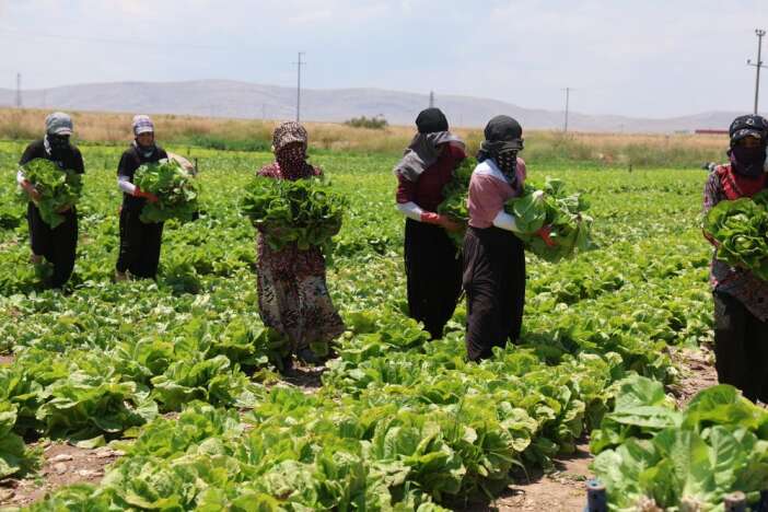 konyali-ciftcinin-50-milyon-lira-yatirdigi-urun-tarlada-kaldi