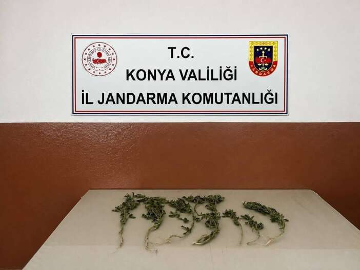 konyada-kenevir-mevsimi-jandarma-goz-actirmiyor