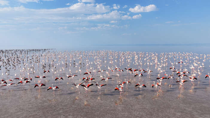 bakan-kurum-mujdeyi-verdi-konyanin-flamingo-cennetinde-13-bine-yakin-yavru-dunyaya-geldi