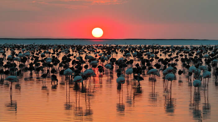 bakan-kurum-mujdeyi-verdi-konyanin-flamingo-cennetinde-13-bine-yakin-yavru-dunyaya-geldi