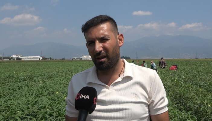 konyada-sofralarin-vazgecilmezi-bamyada-ilk-hasat-basladi