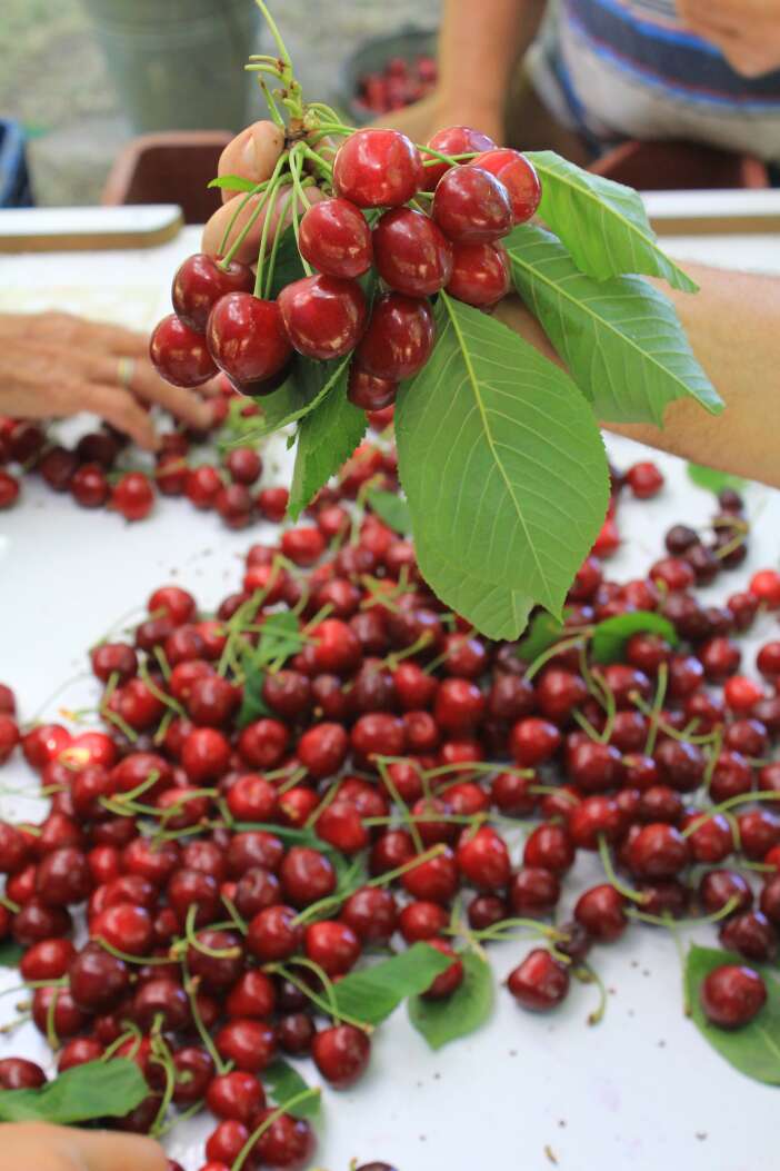 konyanin-tescilli-lezzeti-dunya-sofralarinda-smoothie-sektorunun-vazgecilmezi-oldu