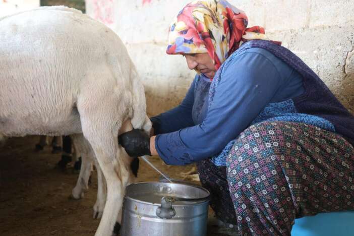 dogal-peynir-uretiminin-adresi-konya-kilosu-600-liradan-satiliyor