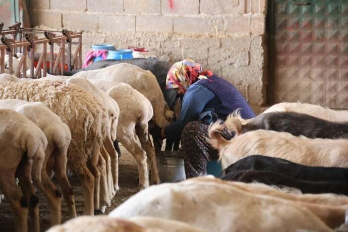 dogal-peynir-uretiminin-adresi-konya-kilosu-600-liradan-satiliyor