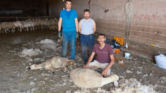 konyada-koyun-kirkimi-altin-degerinde-aylik-kazanc-750-bin-tlyi-asiyor