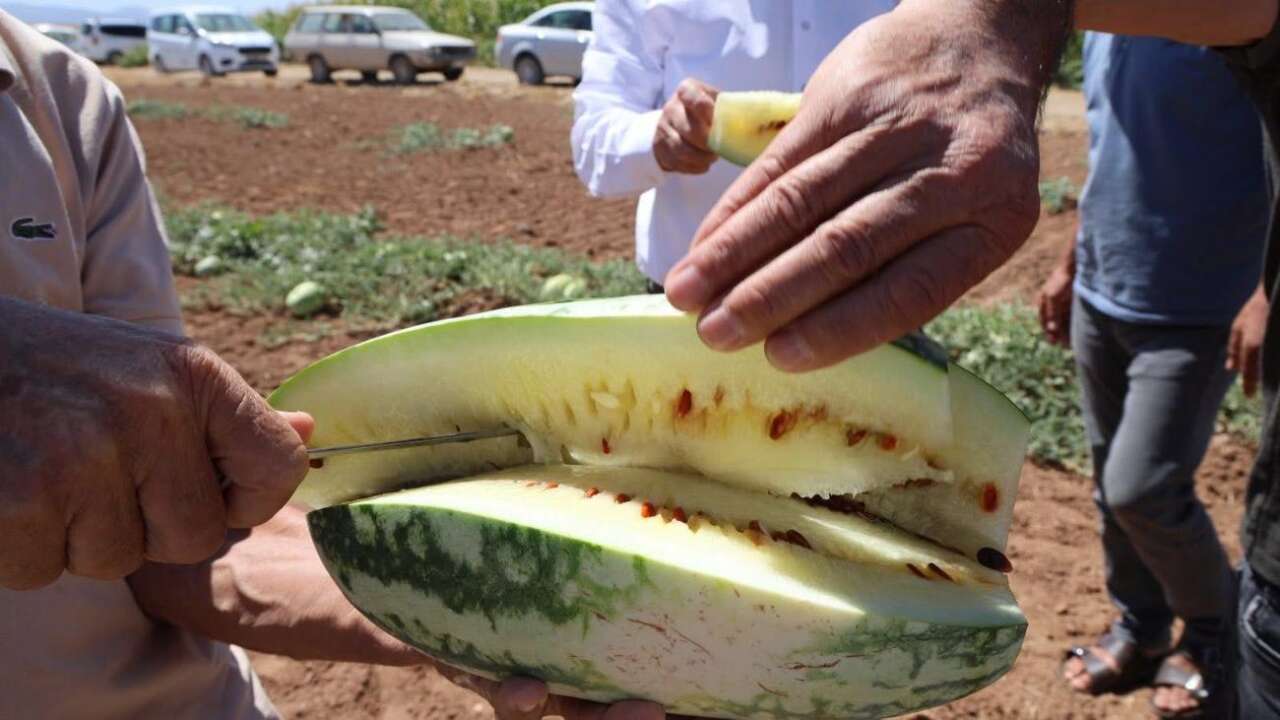 kirimdan-konyaya-ata-tohumuyla-uzandi-essiz-lezzet-tescil-bekliyor