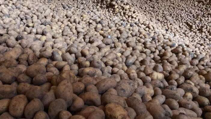 konya-sekerden-patates-ureticilerine-buyuk-destek-32-milyon-951-bin-tl-odenecek