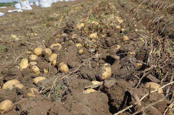 konya-sekerden-patates-ureticilerine-buyuk-destek-32-milyon-951-bin-tl-odenecek
