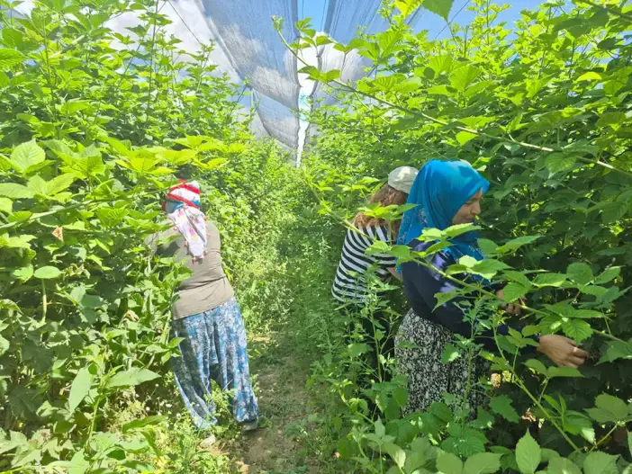 konyada-ciftcinin-yeni-gozdesi-ikinci-yilinda-yuzleri-guldurdu