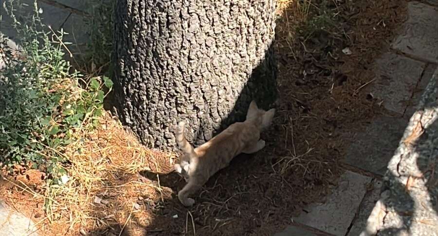 konyada-ekipler-bu-kez-mahsur-kalan-kedi-icin-harekete-gecti