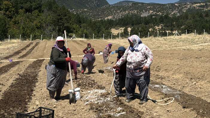 650-bin-liralik-baharat-topraga-indi-3-ay-sonra-servet-toplanacak