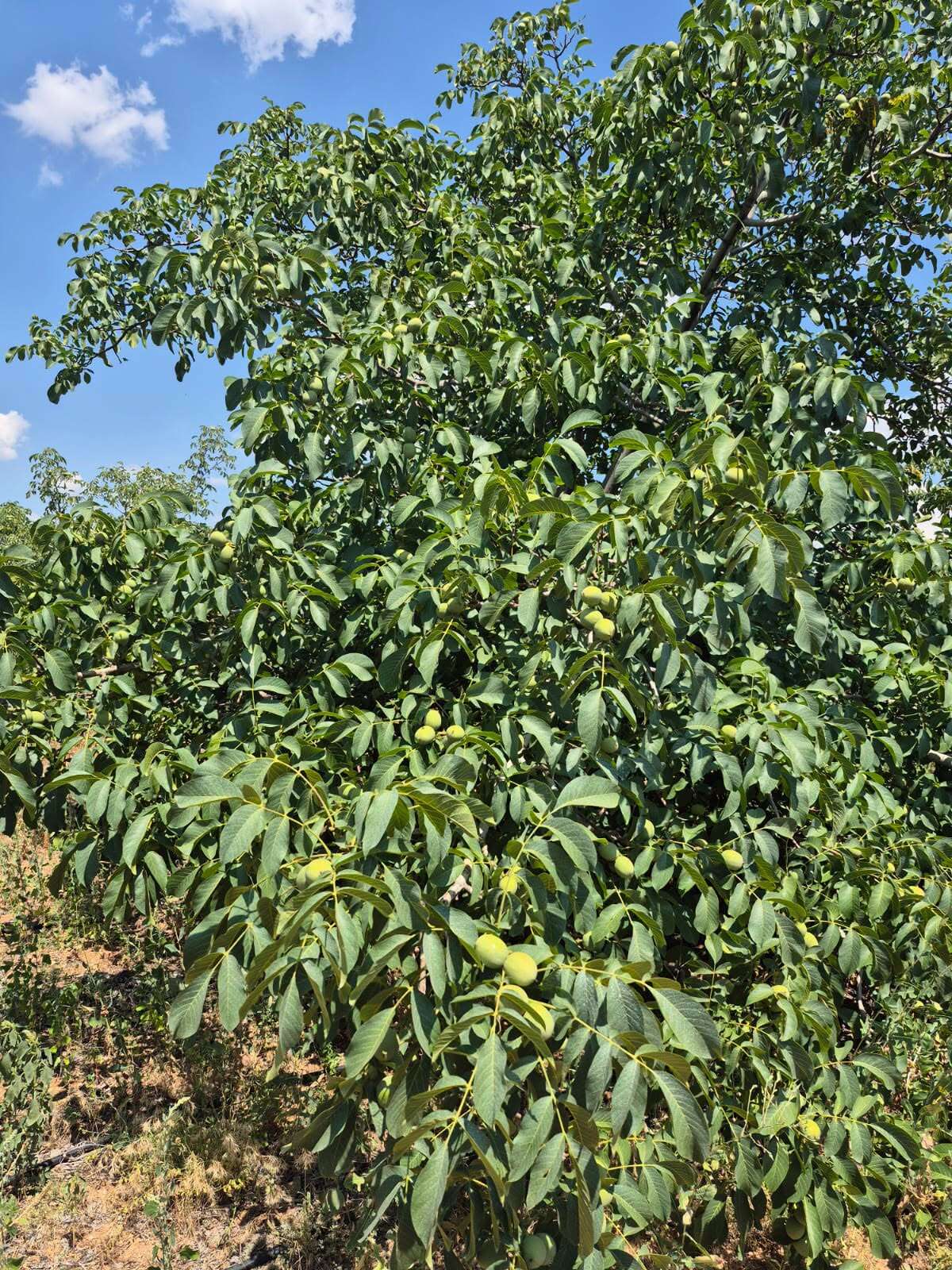 konyada-bu-yil-ceviz-ureticilerinin-cebi-dolacak