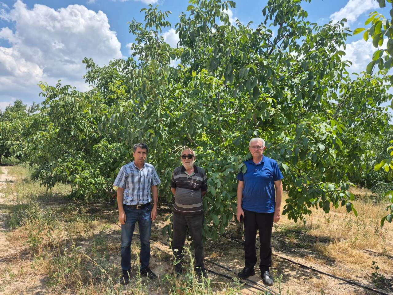 konyada-bu-yil-ceviz-ureticilerinin-cebi-dolacak