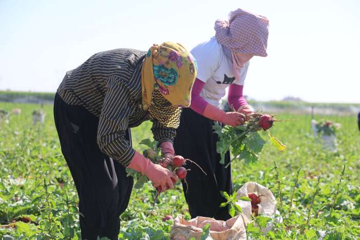 konyada-kirmizi-hasat-basladi-az-su-istiyor-45-gunde-yetisiyor
