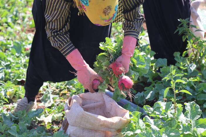 konyada-kirmizi-hasat-basladi-az-su-istiyor-45-gunde-yetisiyor