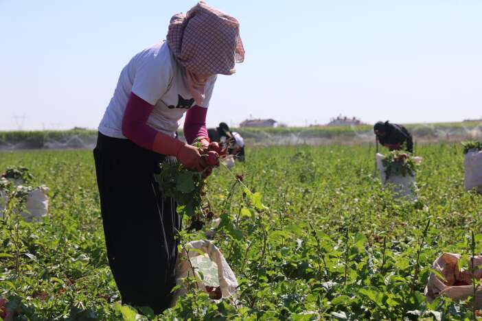 konyada-kirmizi-hasat-basladi-az-su-istiyor-45-gunde-yetisiyor