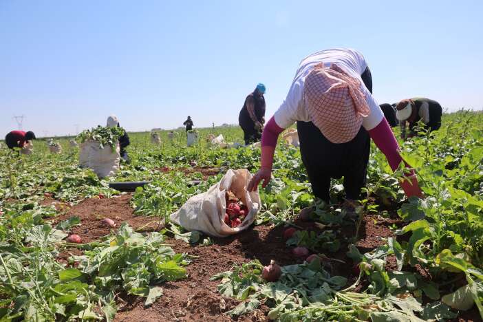konyada-kirmizi-hasat-basladi-az-su-istiyor-45-gunde-yetisiyor