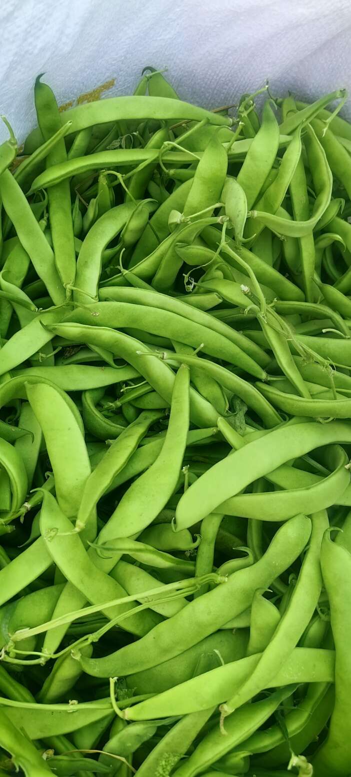 konyada-tarlada-isler-karisti-ureticinin-hesabi-sasti