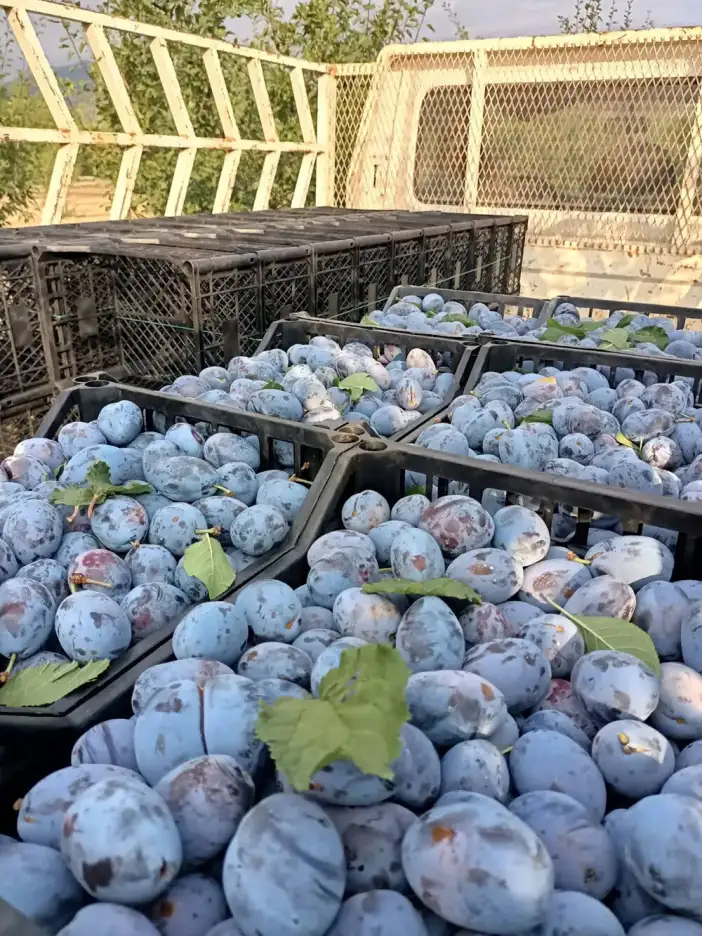 konyada-ciftci-tepkili-onlar-7-tlye-satiyor-vatandas-90-tlye-aliyor-murdum-erigi