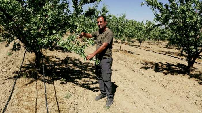 hobi-diye-basladi-20-bin-agaca-ulasti-bu-yil-10-ton-urun-bekliyor