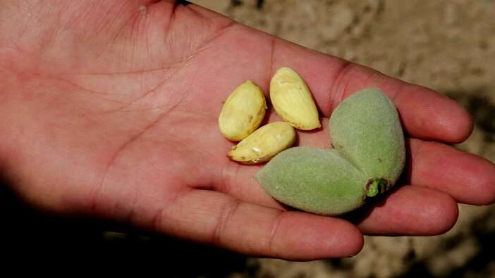 hobi-diye-basladi-20-bin-agaca-ulasti-bu-yil-10-ton-urun-bekliyor