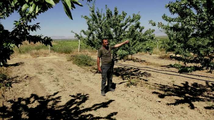 hobi-diye-basladi-20-bin-agaca-ulasti-bu-yil-10-ton-urun-bekliyor