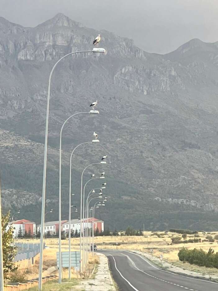 konyada-goc-vakti-direkleri-goren-durup-fotograf-cekti