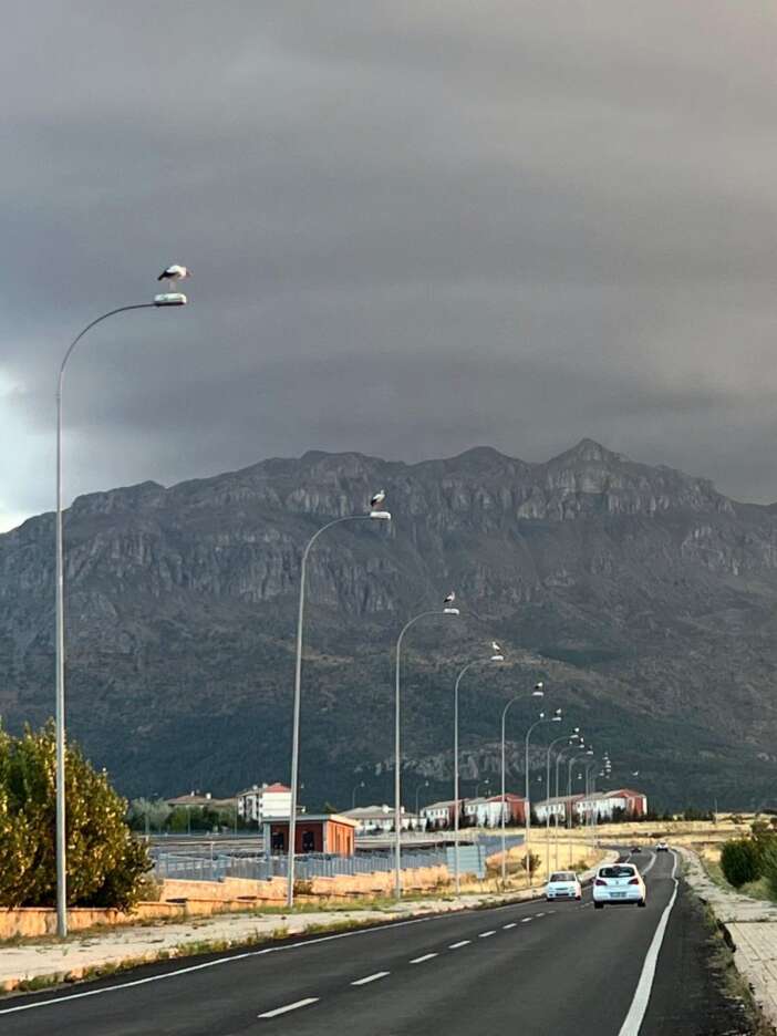 konyada-goc-vakti-direkleri-goren-durup-fotograf-cekti