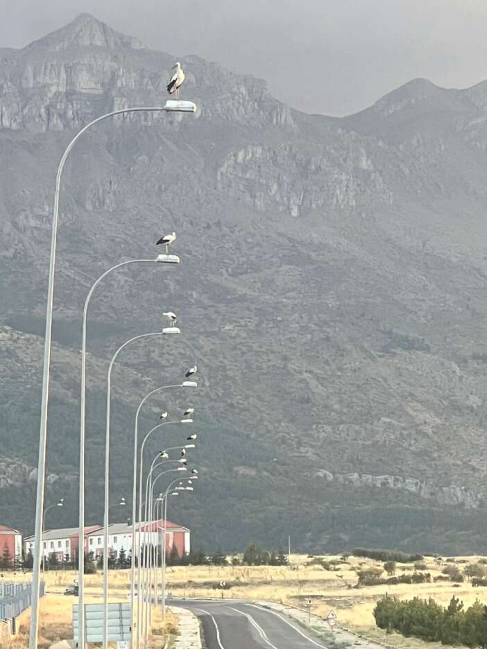 konyada-goc-vakti-direkleri-goren-durup-fotograf-cekti