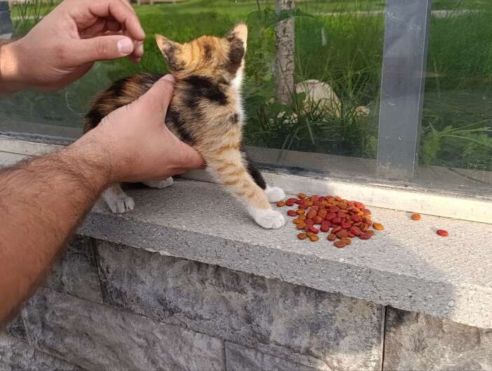 konyada-yurek-isitan-kurtarma-minik-kedi-icin-herkes-seferber-oldu