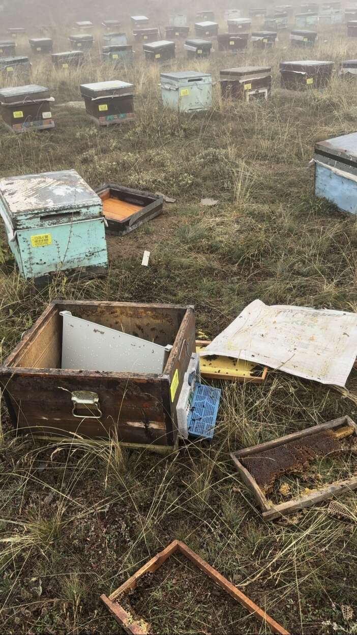 konyanin-2-bin-500-rakimli-yaylasinda-ayi-kovanlari-talan-etti-aricinin-tepkisi-gulumsetti