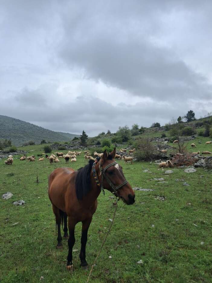 konyada-ayi-panigi-bu-kez-dogum-yapan-at-ve-yavrusunu-hedef-aldi