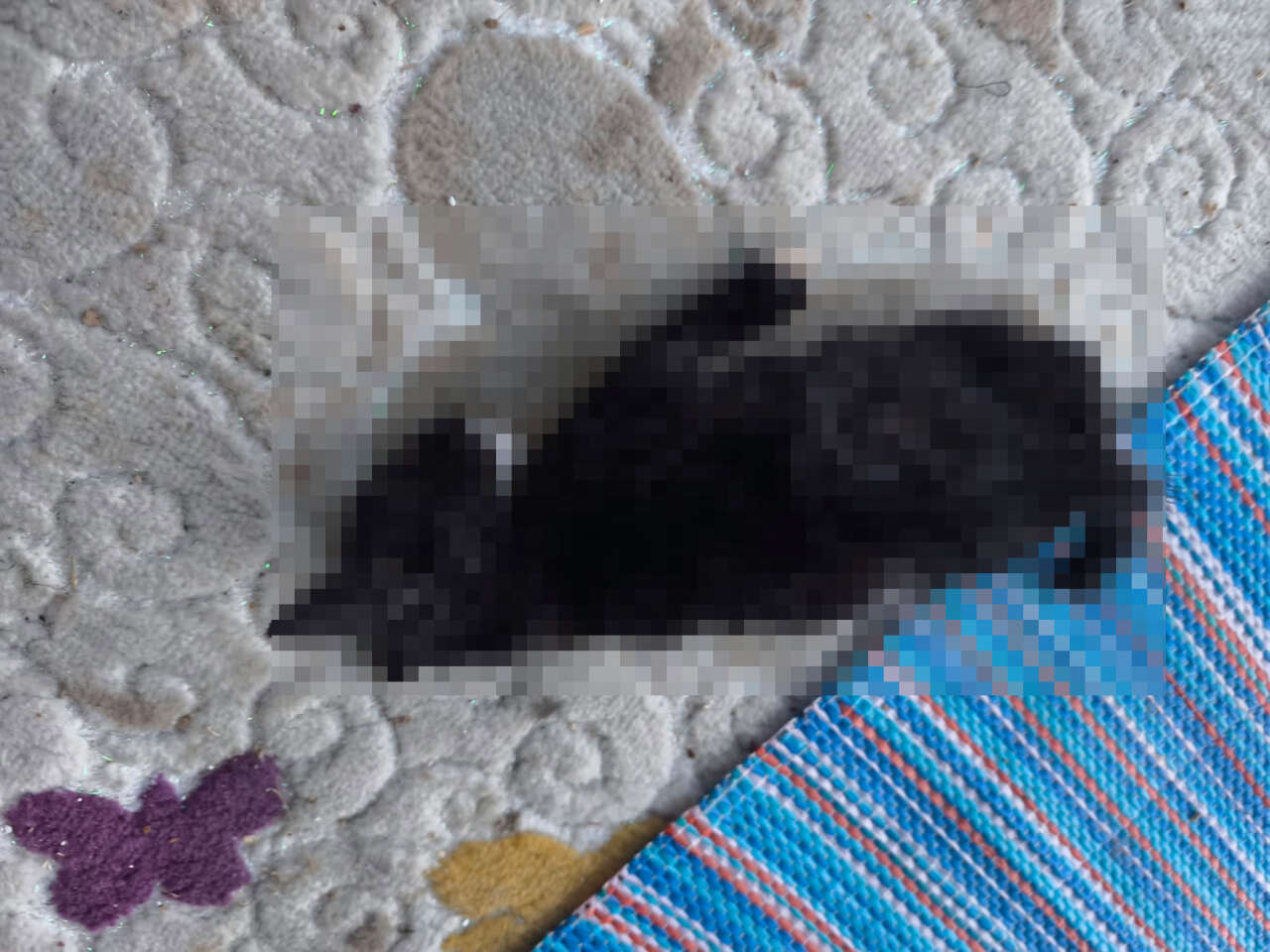 konyada-3-kedi-olduruldu-anne-kediye-iskence-edildi-supheli-yakalandi