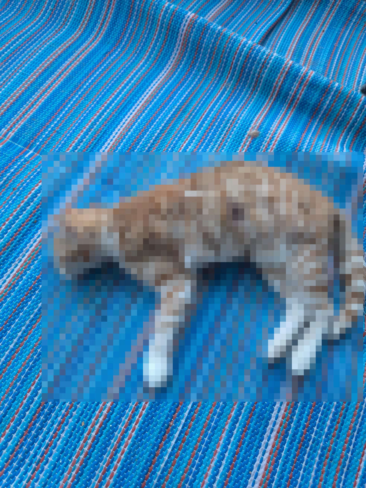konyada-3-kedi-olduruldu-anne-kediye-iskence-edildi-supheli-yakalandi