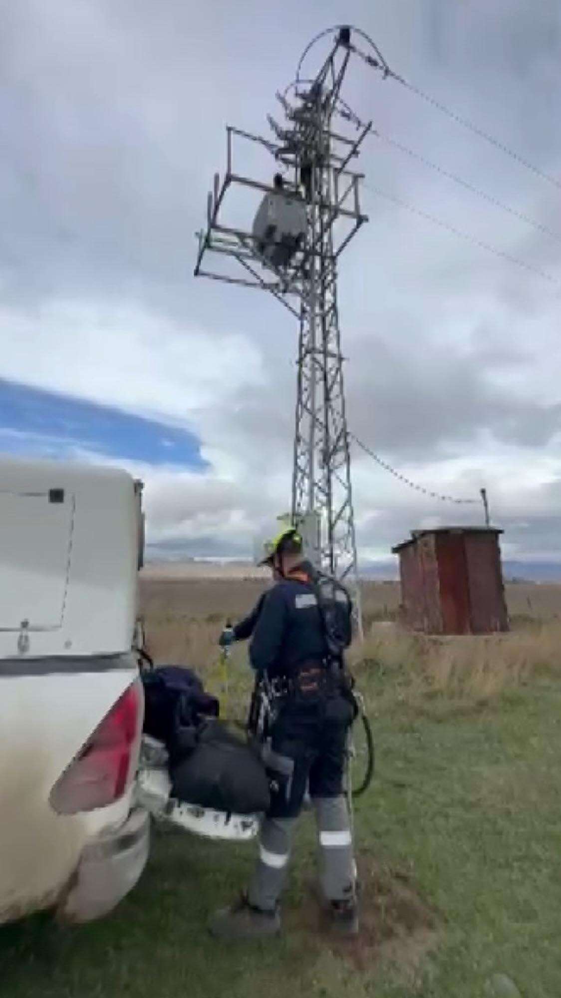 koyluler-elektrik-direginde-fark-etti-yavru-ayi-kurtarilamadi